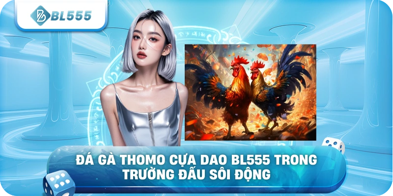 Đá gà thomo cựa dao BL555 trong trường đấu sôi động